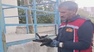 Yüksekova'da araçta mahsur kalan kedi kurtarıldı