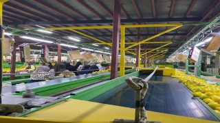 Yurt dışına satılan limonda pestisit kontrolleri sürüyor