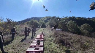 Zonguldak'ta yaban hayatını desteklemek için sülünler doğaya salındı