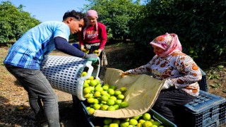 Adana'da mandalina hasadı başladı: Kilogramı dalında 8-10 liradan alıcı buluyor