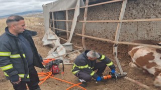 Aksaray'da büyükbaş hayvan yüklü tır devrildi