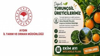 Aydın'da turunçgil bahçeleri için Ekim ayı mücadele planı açıklandı