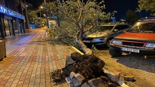 Bandırma'da fırtınada kökünden sökülen ağaç aracın üzerine devrildi