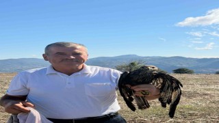 Bolu'da sıcak asfalta yapışan şahin, muhtarın müdahalesiyle kurtarıldı