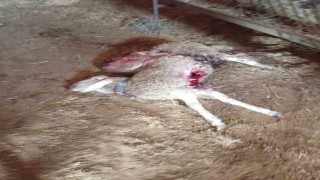 Çivril'de besicinin ağılına kurt girdi, 1 koyun telef oldu