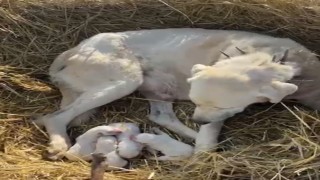 Çoban köpeği sürünün başında doğum yaptı