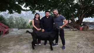 Damadın et sevgisini bilen arkadaşı düğünde keçi hediye etti
