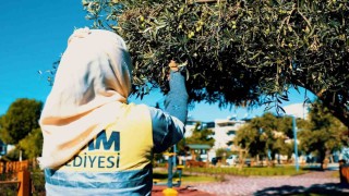 Didim Belediyesi, zeytin hasadına başladı