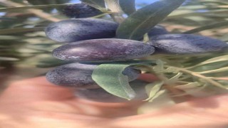 Didim'de zeytin üreticilerine zeytin sineği uyarısı