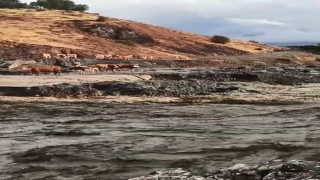 Elazığ'da selde inekler mahsur kaldı