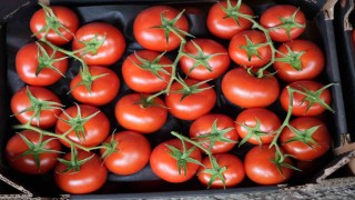 Eylül ayında domatesin yıllık bazda miktar ve fiyat endeksi arttı