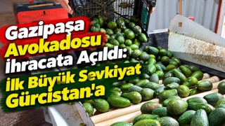 Gazipaşa Avokadosu İhracata Açıldı: İlk Büyük Sevkiyat Gürcistan'a