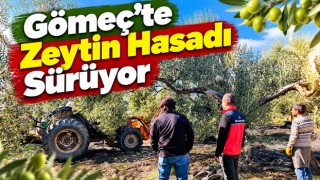 Gömeç’te Zeytin Hasadı Sürüyor