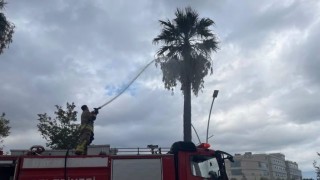İskenderun'da yıldırımın isabet ettiği ağaç yandı
