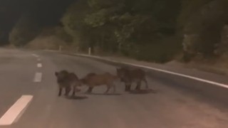 Kahramanmaraş'ta yolda domuz sürüsü