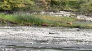 Kastamonu'da dereden su içen karacalar kameraya yansıdı