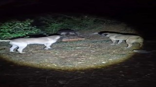 Köpeklerin havlamasına aldırmayan ayı, yemeğini sakince yedi