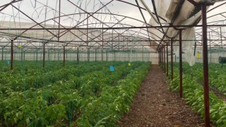 Kumluca’da Fırtına ve Hortum Seraları Vurdu