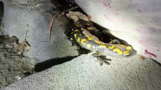 Malatya'da nesli tükenmekte olan semender yağış sonrası görüntülendi