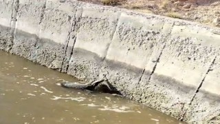 Malatya'da sulama kanalına düşen bal porsuğu kurtarıldı