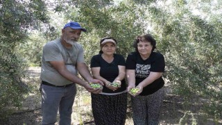 Mersin'de dağıtılan zeytin fidanları ürün verdi
