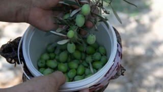 Mersin’de Zeytin Fidanları Ürün Verdi