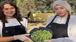 Osmaniye Kız Yurdunda Zeytin Hasadı Bereketi