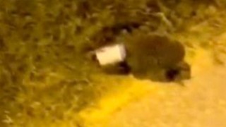 Osmaniye’de Başına Plastik Kutu Sıkışan Kirpiyi Vatandaş Kurtardı