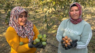 Osmaniye'de Ceviz Hasadı Başladı