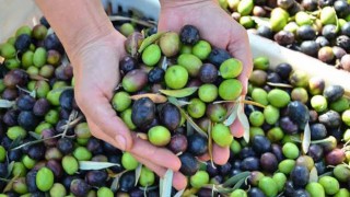 Osmaniye’de Çiftçilere Zeytin Kasası Desteği