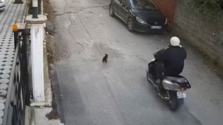 Osmaniye’de Motosikletin Çarptığı Kedi Hayatını Kaybetti