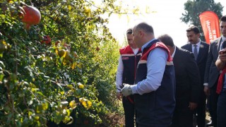Osmaniye’de Nar Üreticileri Hasat Mesaisinde