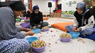 Osmaniye’de Üniversite Öğrencileri Fıstık Kırmada Yarıştı