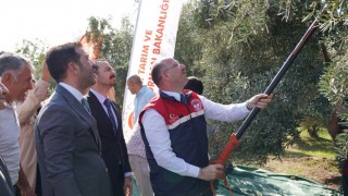 Osmaniye’de Zeytin Hasat Sezonu Başladı