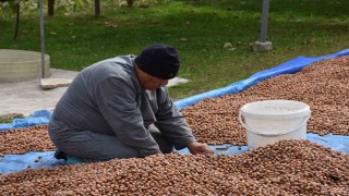 Sakarya'nın yüksek kesimlerinde fındık mesaisi devam ediyor