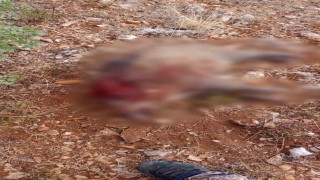Sivrihisar'da tarım arazilerine zarar veren yaban domuzları avlandı