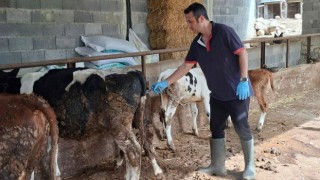 Sumbas’ta Hayvan Sağlığı İçin Aşılama Seferberliği