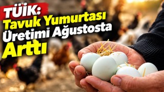 TÜİK: Tavuk Yumurtası Üretimi Ağustosta Arttı