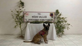Ulukışla'da uyuşturucu operasyonu: 350 gram uyuşturucu ele geçirildi