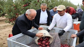 Yahyalı'da elma hasadı başladı