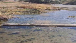 Yüksekova'da su seviyesi düşen alanda balık kurtarma seferberliği