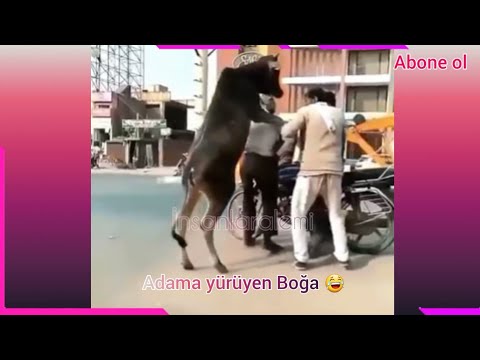 Komik Video Maymunlar Hayvanlar Alemi